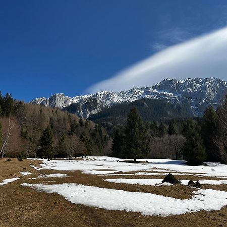 Pensiunea Aliart Zărneşti Extérieur photo